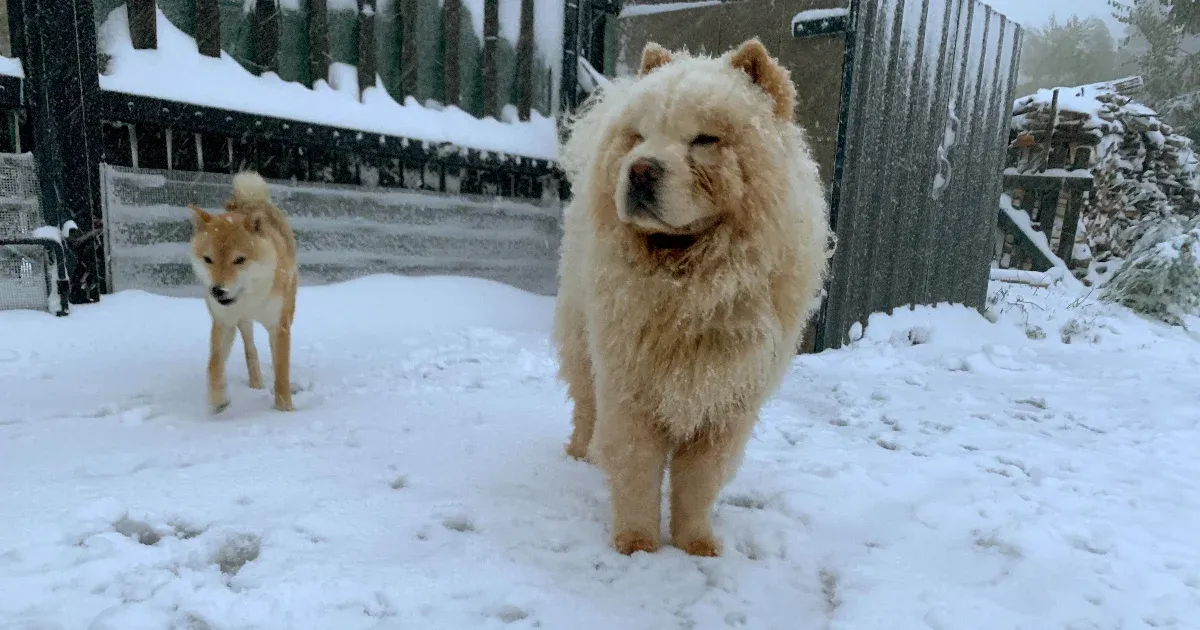 a Bakonyban már péntekre 12 centi eshet