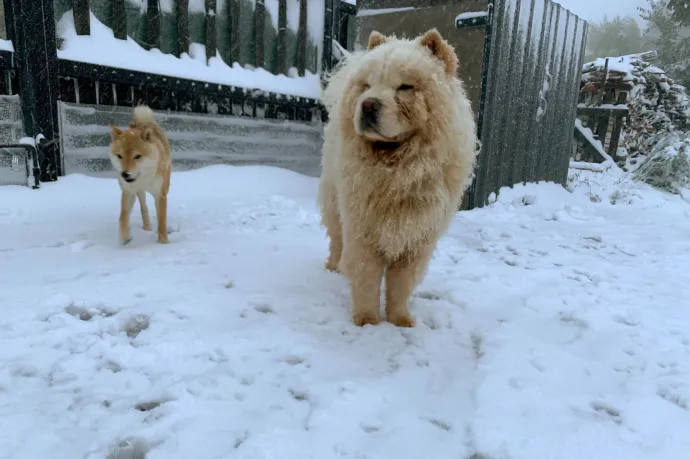 Hétvégére jön a havazás: a Bakonyban már péntekre 12 centi eshet