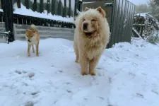 Hétvégére jön a havazás: a Bakonyban már péntekre 12 centi eshet