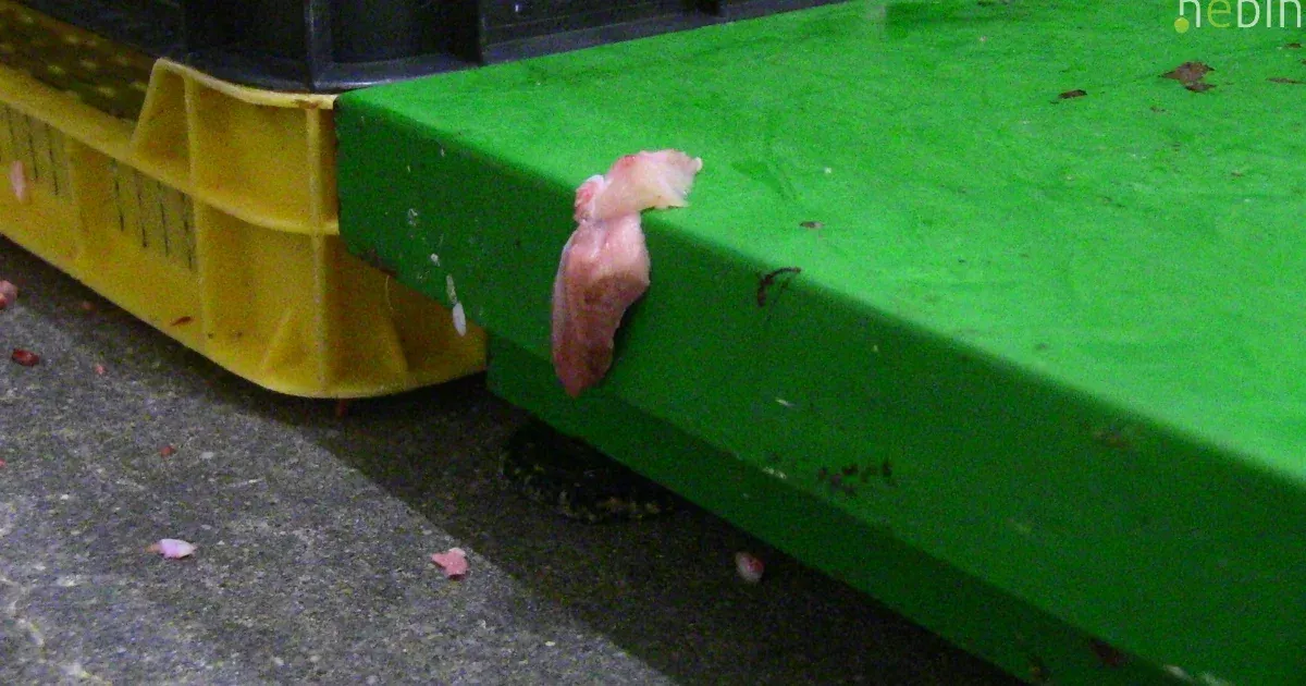 Penészes húscafatok a falakon, rovartetemek a padlón – gírosznyárs-alapanyagot gyártó húsüzemet zárt be a Nébih