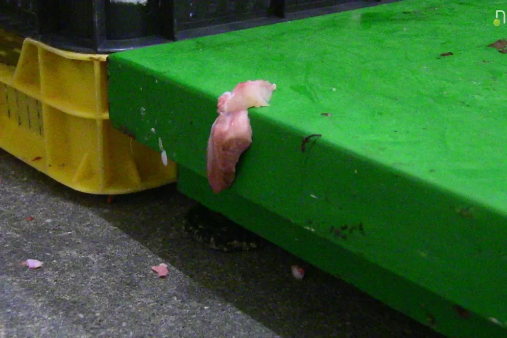 Penészes húscafatok a falakon, rovartetemek a padlón – Gírosznyárs alapanyagot gyártó húsüzemet zárt be a Nébih