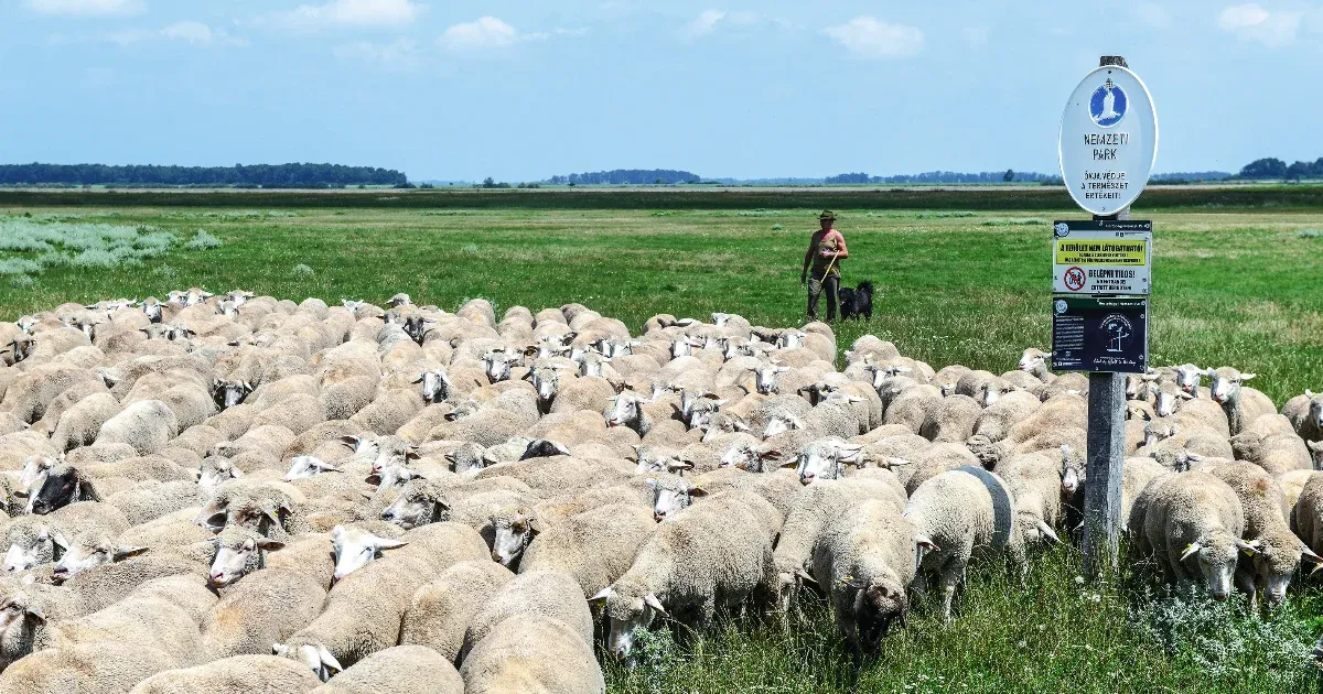 „Új kihívások a magyar mezőgazdaságban: az éghajlatváltozás hatásai és a jövőbeni alternatívák” „Új kihívások a magyar mezőgazdaságban: az éghajlatváltozás hatásai és a jövőbeni alternatívák”