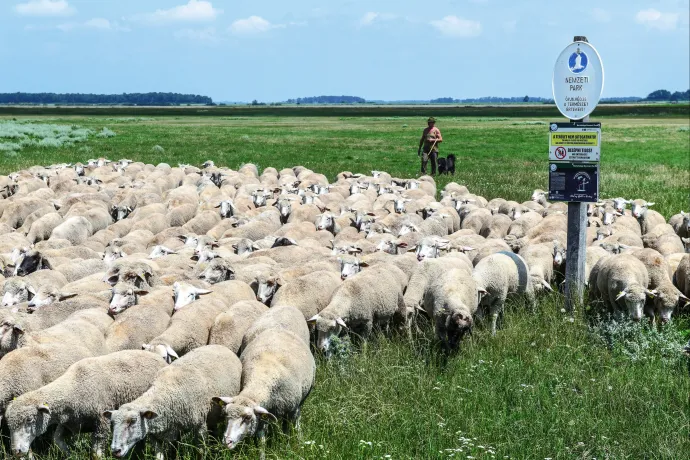 A hortobágyi birkapásztor precíziós műszer volt, ma már szenzorokkal kell helyettesíteni a szemét