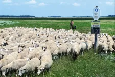 A hortobágyi birkapásztor precíziós műszer volt, ma már szenzorokkal kell helyettesíteni a szemét
