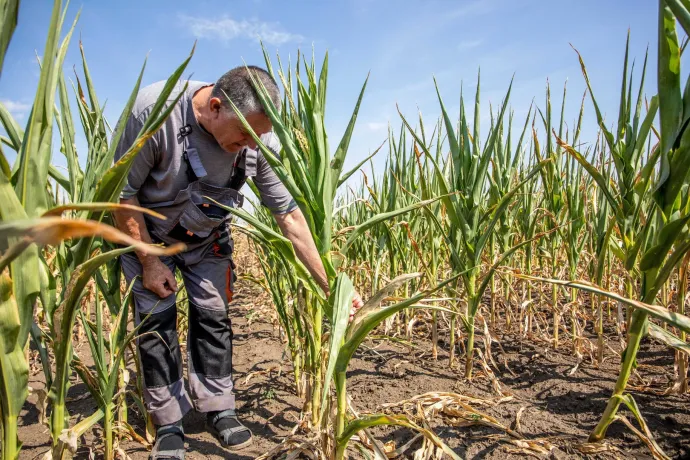 A hortobágyi birkapásztor precíziós műszer volt, ma már szenzorokkal kell helyettesíteni a szemét