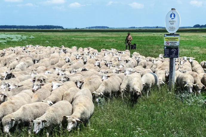 Juhász a nyájával a Hortobágyi Nemzeti Park területén – Fotó: Oláh Tibor / MTI Bizományosi