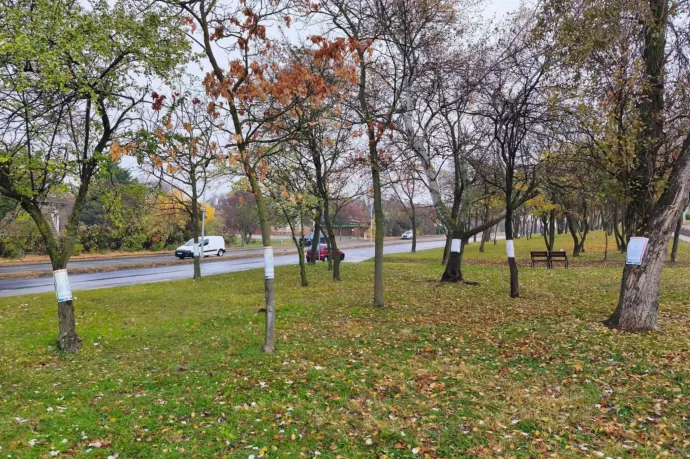 Plakáttal megjelölt és kivágott fák a parkban – Fotó: Olvasónk / Telex; Thüringer Barbara / Telex