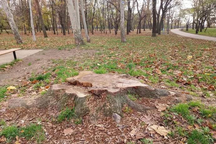 Plakáttal megjelölt és kivágott fák a parkban – Fotó: Olvasónk / Telex; Thüringer Barbara / Telex