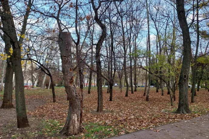 Lábon álló holtfa és megcsonkolt fa a parkban – Fotó: Thüringer Barbara / Telex