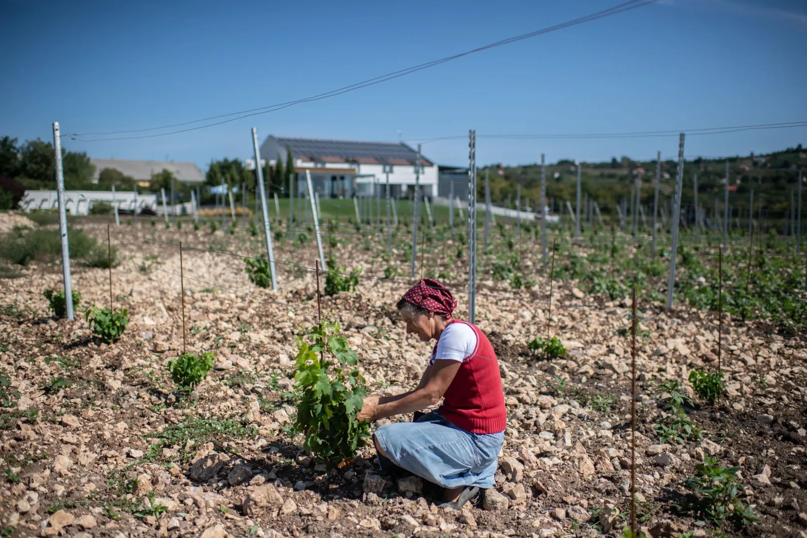 The Dobosi Vineyard in the Nivegy Valley – Photo: János Bődey / Telex