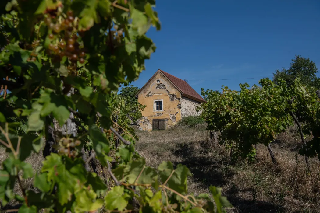 A dilapidated wine cellar near Töttöskál – Photo: János Bődey / Telex
