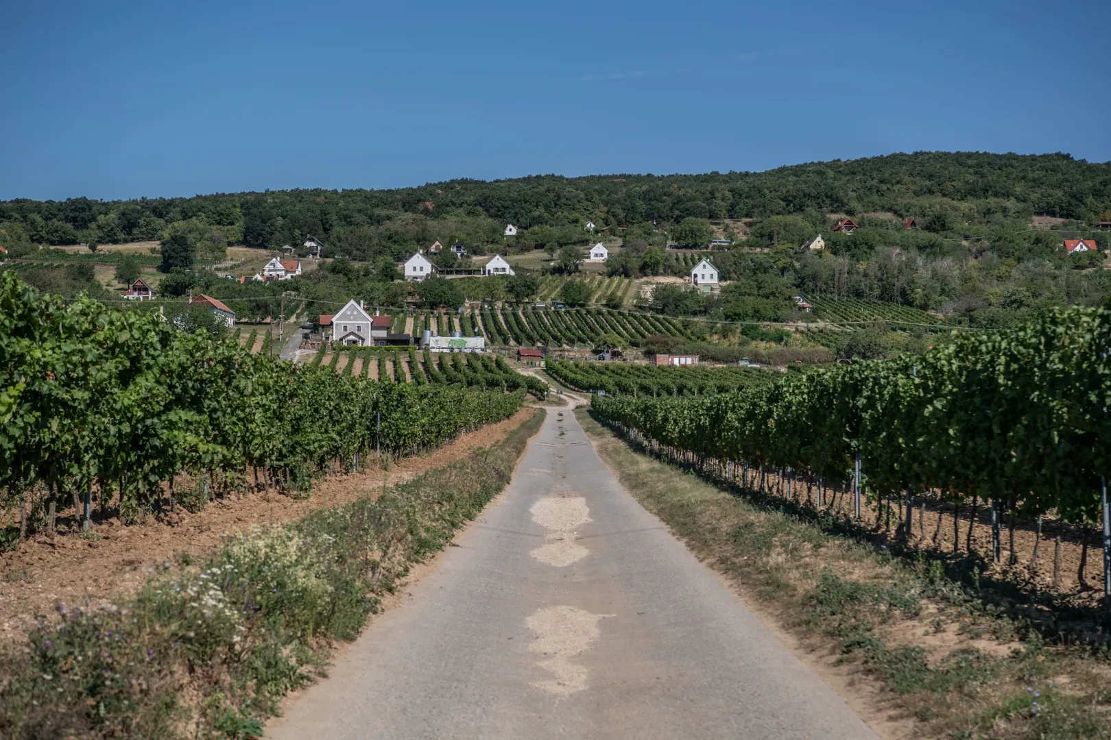 Renovated wine cellars on Tagyon Hill – Photo: János Bődey / Telex