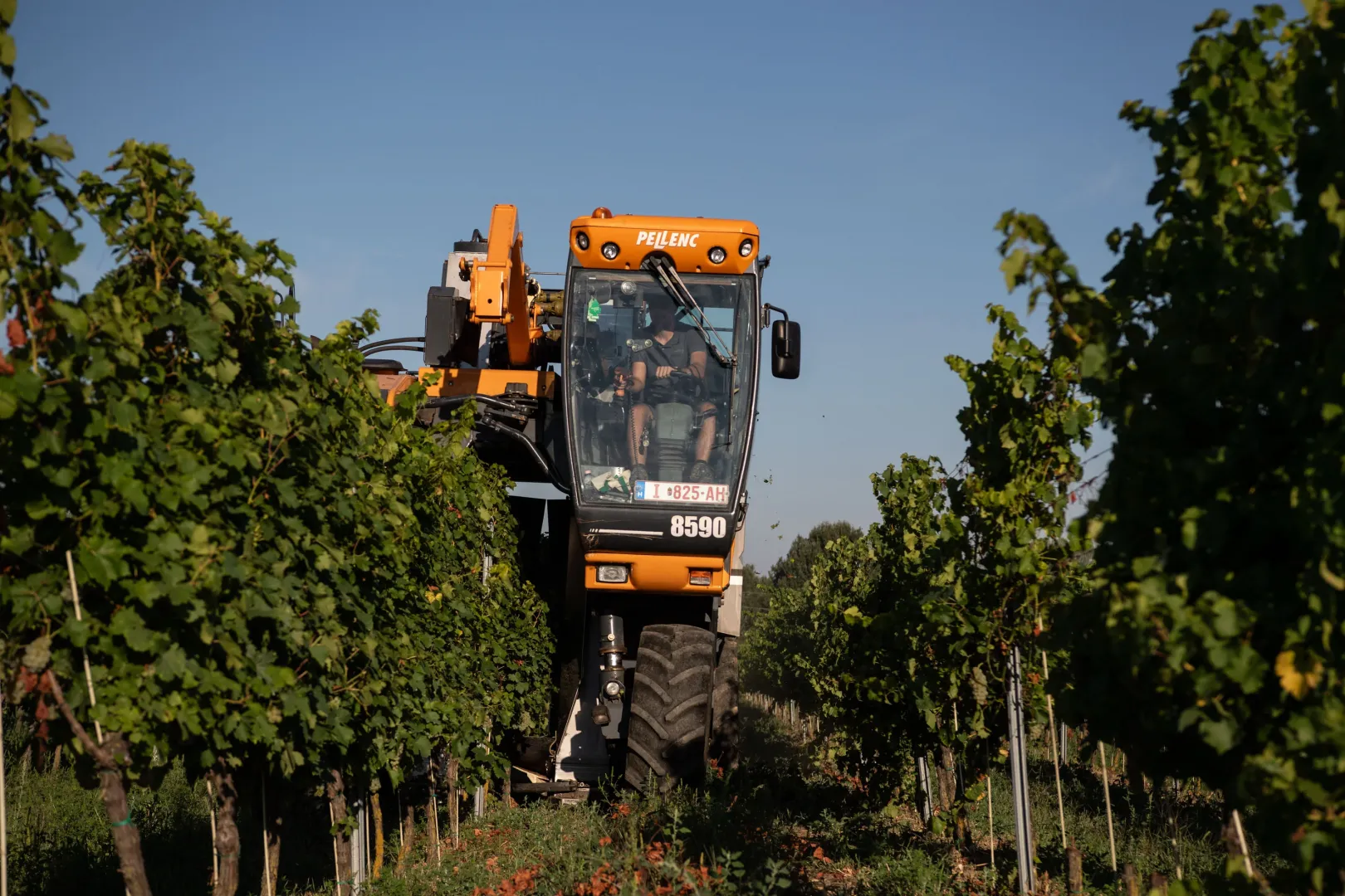 A mechanical harvest near Badacsonytördemic – Photo: János Bődey / Telex