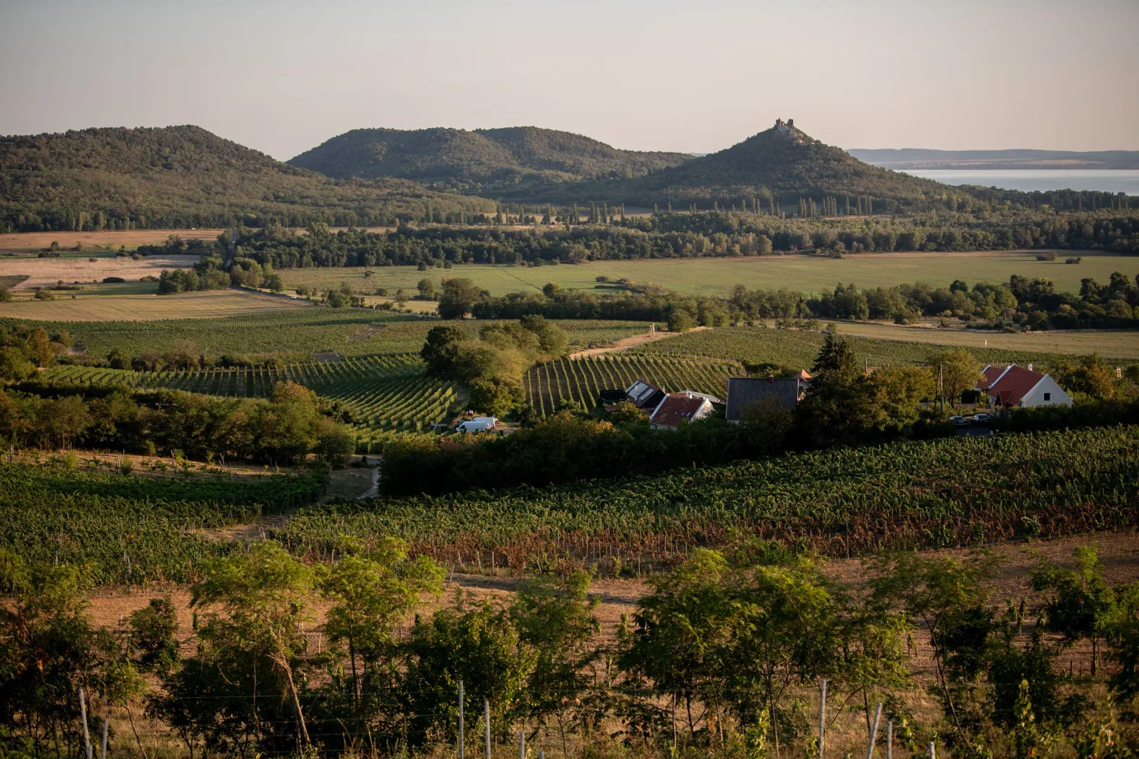 Grapevines infected with Flavescence dorée near Szent György Hill – Photo: János Bődey / Telex