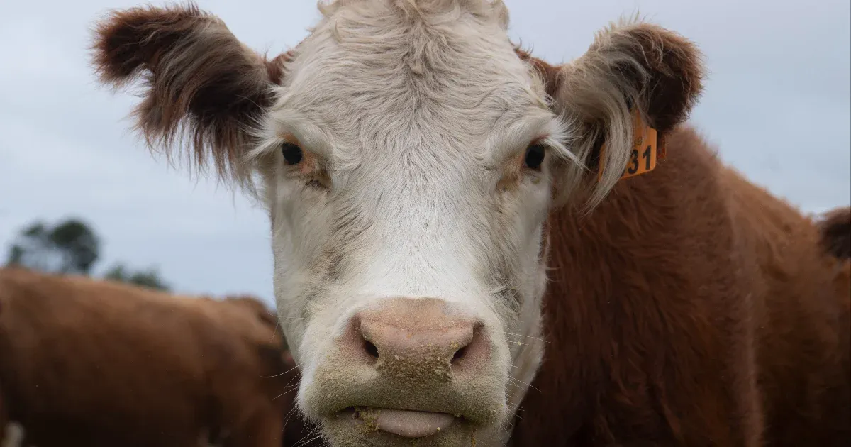 Napok óta nem találják a több ezer szarvasmarhát szállító hajót a Földközi-tengeren