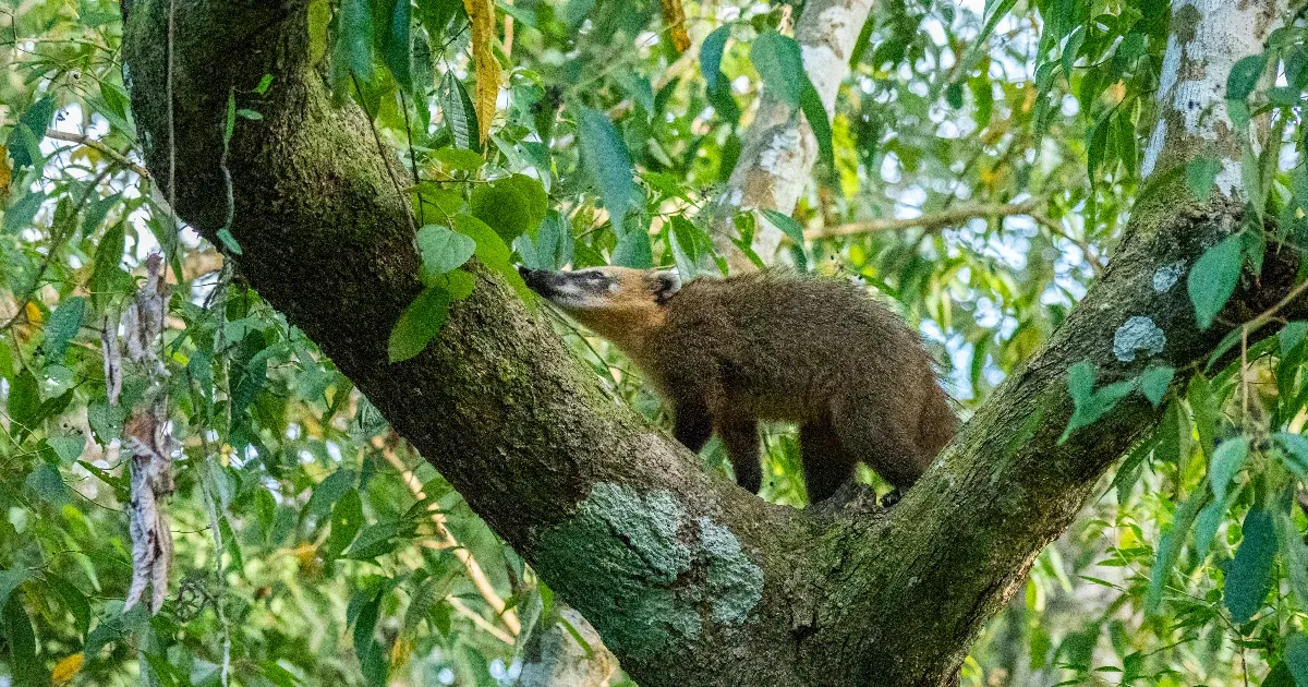 Szökésben lévő ormányos medve sétál a kismarosi erdőben