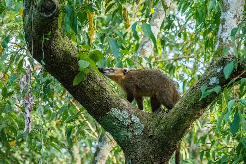 Szökésben lévő ormányos medve sétál a kismarosi erdőben