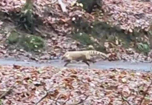 Fotó: Börzsönyi kutyakereső / Facebook