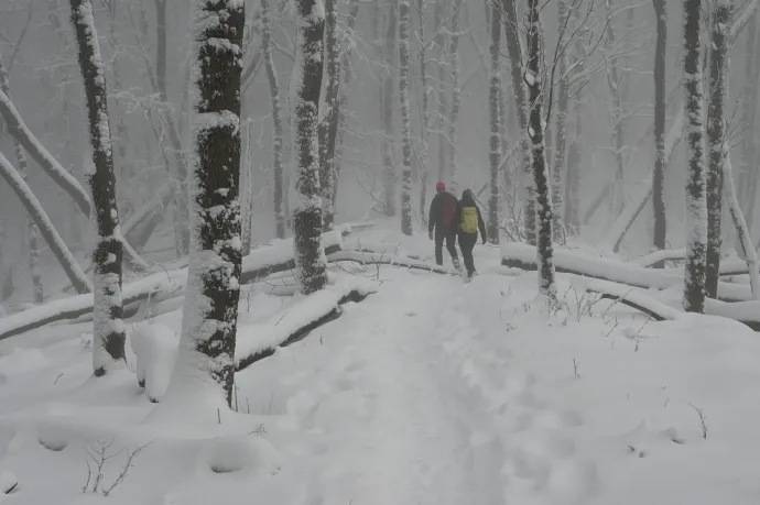 Az első hóban meglepően sokan bolyonganak este a sötét Börzsönyben