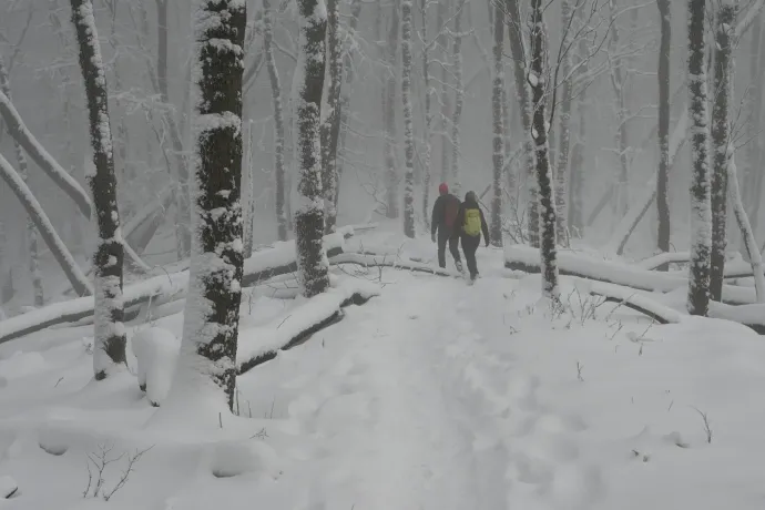 Az első hóban meglepően sokan bolyonganak este a sötét Börzsönyben