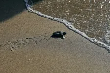 Megfejtették, hogy hogyan tájékozódnak a mágneses mező segítségével az álcserepesteknősök