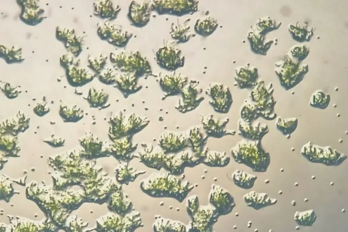 Kilenc hónapig élt egy mohafaj a Nemzetközi Űrállomás külsején, majd a Földre visszatérve csírázni kezdett