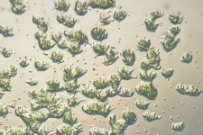 Kilenc hónapig élt egy mohafaj a Nemzetközi Űrállomás külsején, majd a Földre visszatérve csírázni kezdett