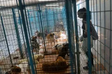 Az egészséges kóbor kutyák elaltatásának betiltását kezdeményezi egy törvénytervezet