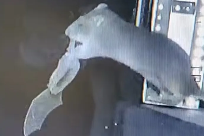 Videón, ahogy patkányok röptükben vadásznak le denevéreket