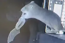 Videón, ahogy patkányok röptükben vadásznak le denevéreket