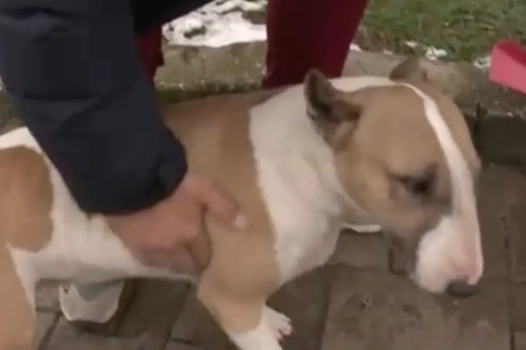 Csavarokkal teli virslit dobatott be haragosa kutyáinak egy sajószentpéteri férfi