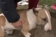 Csavarokkal teli virslit dobatott be haragosa kutyáinak egy sajószentpéteri férfi