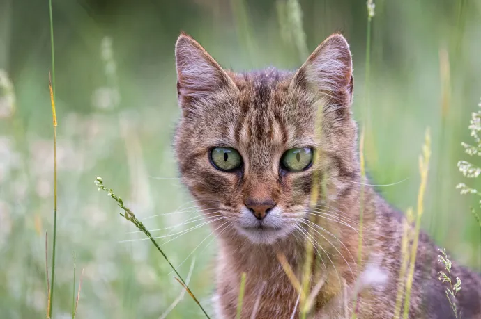 2,5 millió kóbor macskát irtana ki Új-Zéland