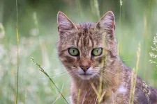 2,5 millió kóbor macskát irtana ki Új-Zéland