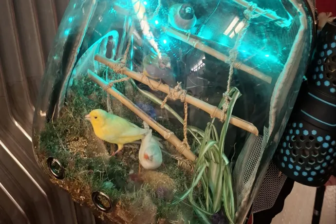 Veszélyeztetheti állatait egy bécsi férfi, aki egy madarat hord magával a hátizsákjában