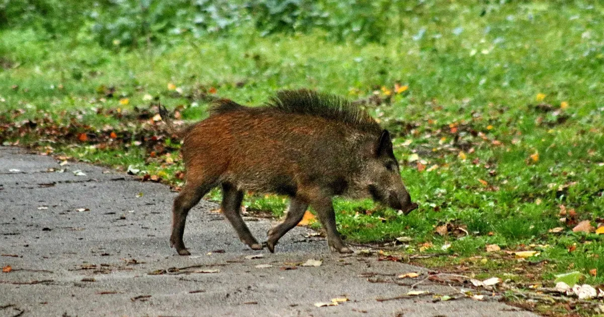 Afrikai sertéspestist azonosítottak egy, a Szentendrei-szigeten elhullott vaddisznóban