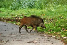 Afrikai sertéspestist azonosítottak egy, a Szentendrei-szigeten elhullott vaddisznóban