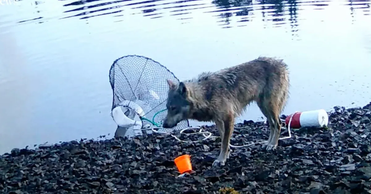Először készült felvétel arról, hogy egy farkas eszközöket használhatott
