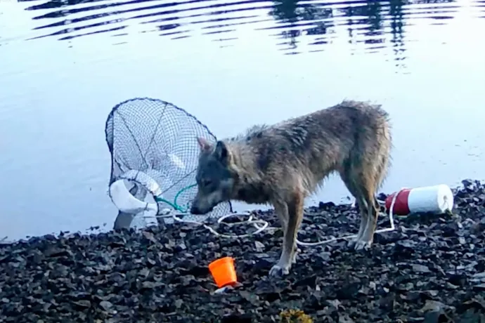 Először készült felvétel arról, hogy egy farkas eszközöket használhatott