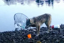 Először készült felvétel arról, hogy egy farkas eszközöket használhatott