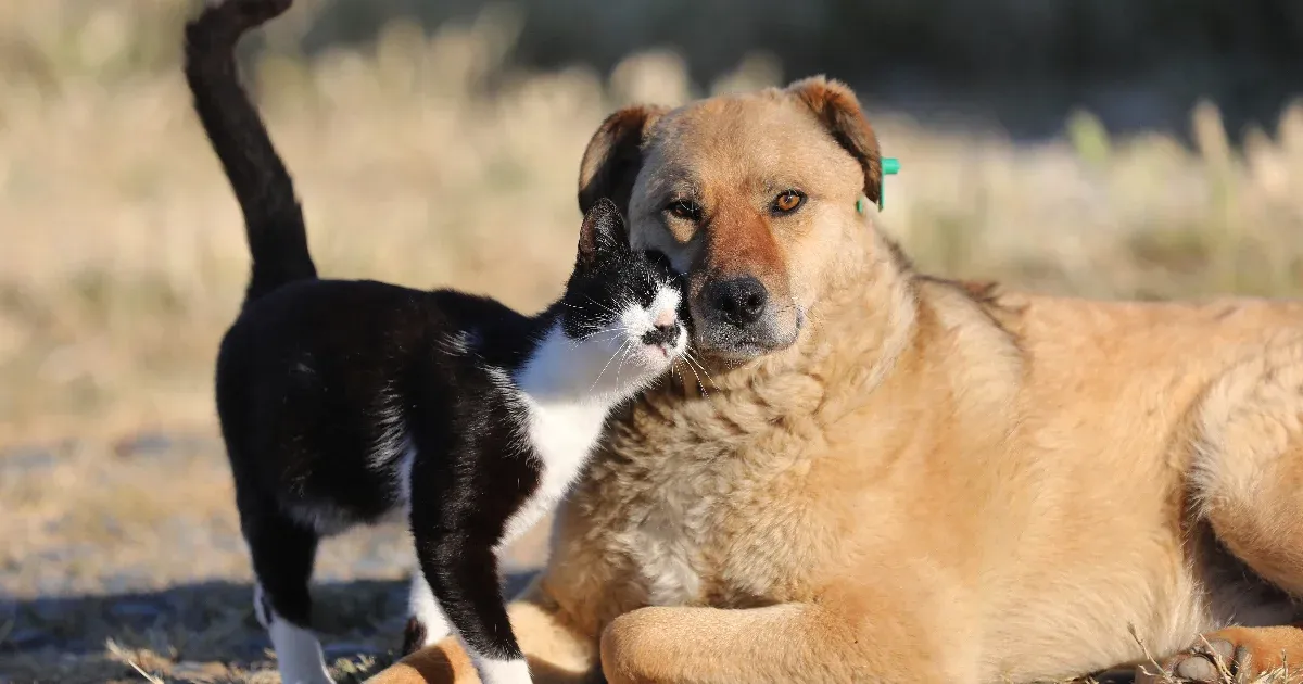 Az unióban kötelező lesz minden kutyát és macskát mikrocsippel ellátni