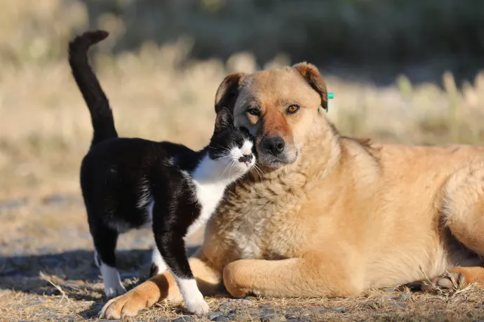 Az unióban kötelező lesz minden kutyát és macskát mikrocsippel ellátni
