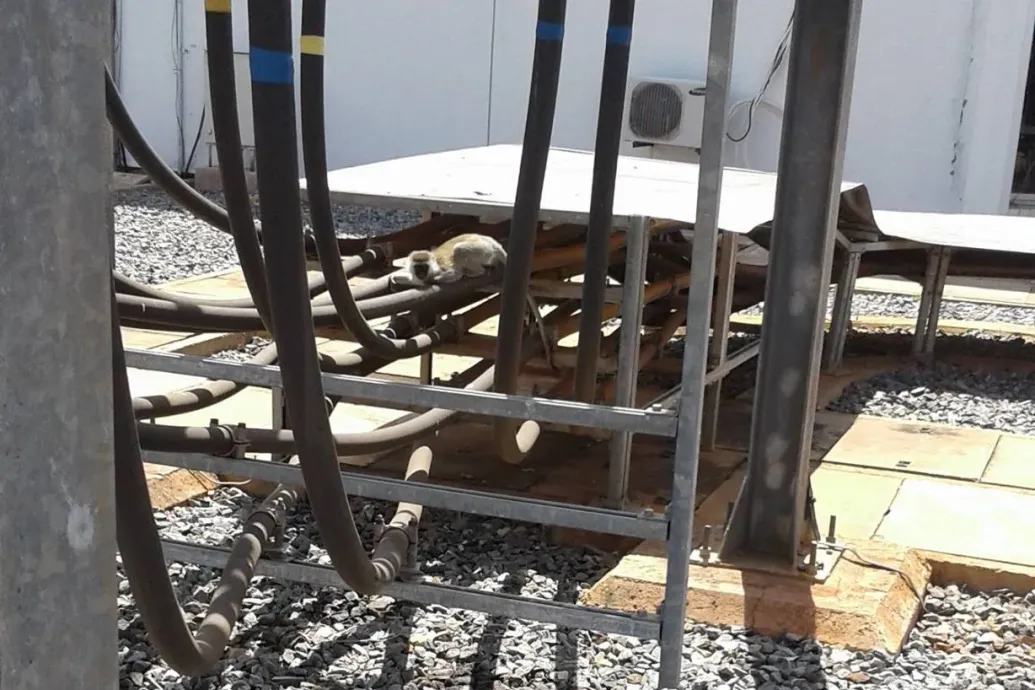 Amikor egyetlen majom miatt egy egész országban áramszünet volt