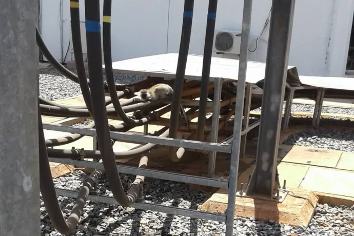 Amikor egyetlen majom miatt egy egész országban áramszünet volt