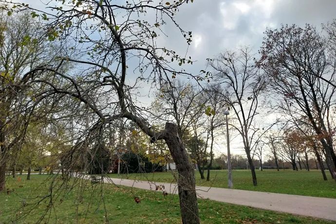 Lábon álló holtfa és megcsonkolt fa a parkban – Fotó: Thüringer Barbara / Telex