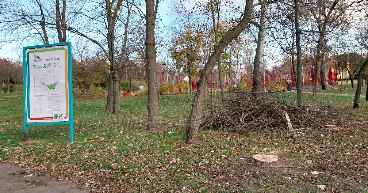 Húsz éve egy férfit nyelt el itt a föld, most a fákat