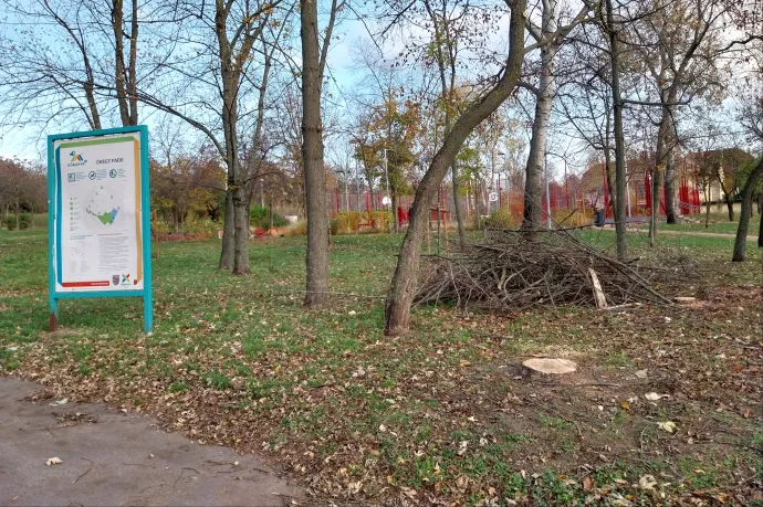 Húsz éve egy férfit nyelt el itt a föld, most a fákat