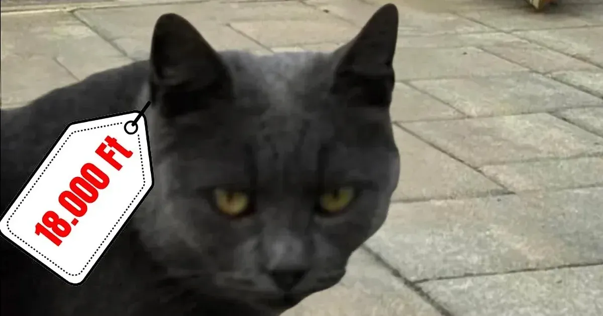 A Fidesz a szemünk előtt végezte ki a legfontosabb témát, amiről a kampányban beszélni kéne