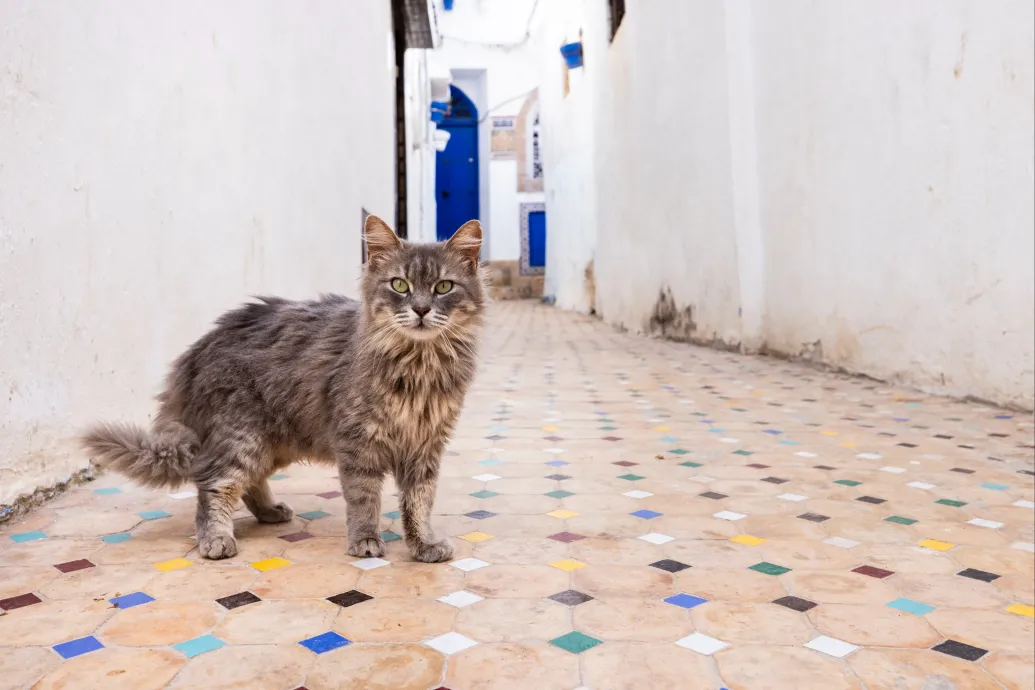 Később és máshol háziasíthattuk a macskákat, mint eddig gondoltuk