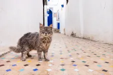 Később és máshol háziasíthattuk a macskákat, mint eddig gondoltuk